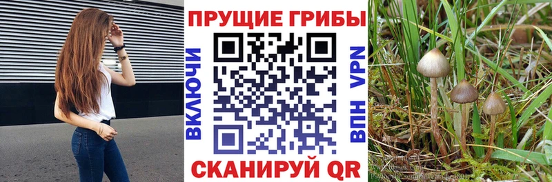 Галлюциногенные грибы Cubensis  Новая Усмань 
